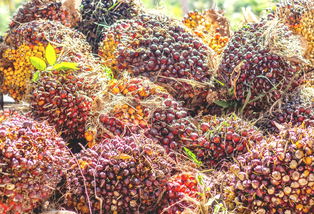 מילון חומרי גלם - שמן חוחובה