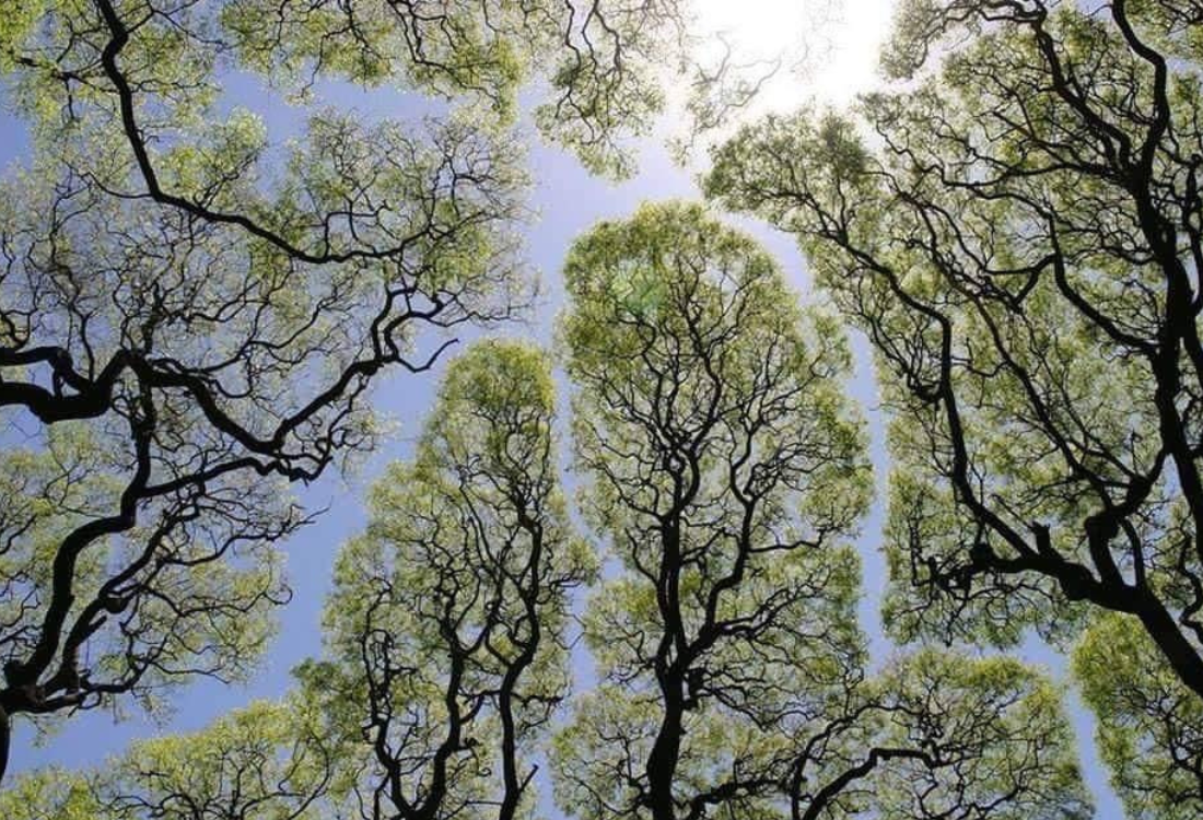 איך לזהות האם הסבון שלך רעיל?