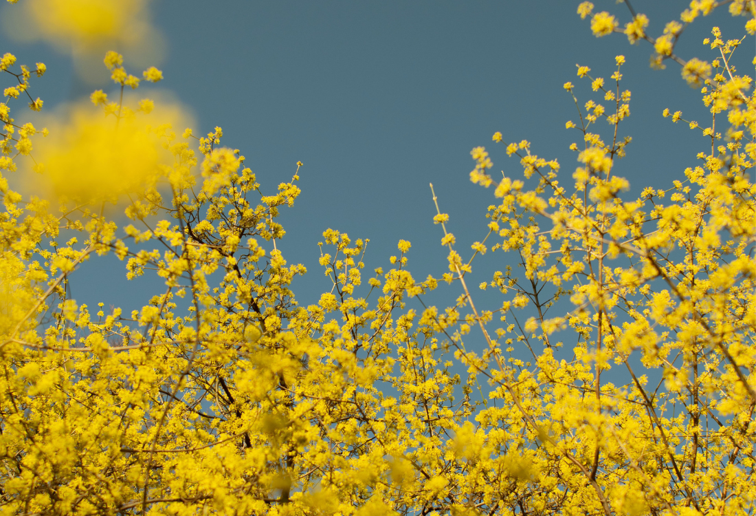 פרחים צהובים