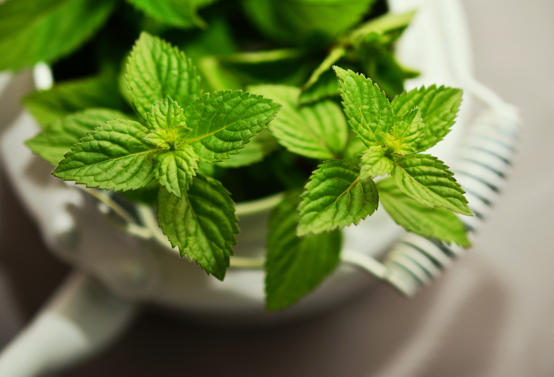 מילון חומרי גלם - שמן אתרי נענע