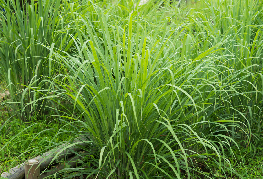 מילון חומרי גלם - שמן אתרי עשב לימון