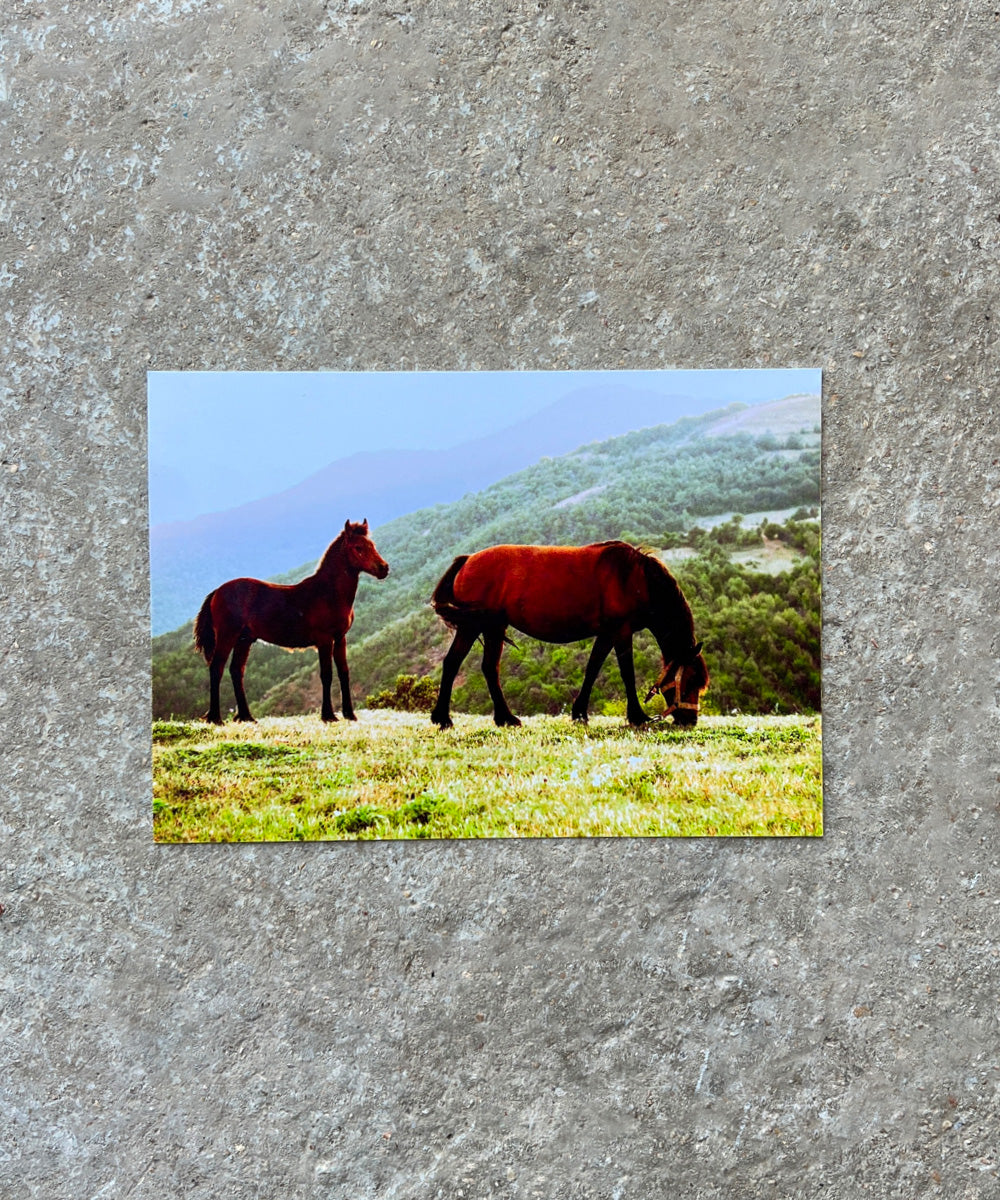 כרטיס ברכה בעיצוב סוסים